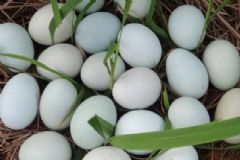 受潮發(fā)霉的雞蛋能吃嗎？雞蛋外殼發(fā)霉怎麼處理？[圖]