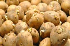 土豆發(fā)芽剜掉還能吃嗎？正確吃土豆有哪些好處？[圖]