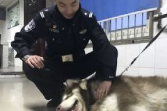 迷路狗成大胃王差點(diǎn)吃垮民警，怎么防止狗狗走丟？[多圖]