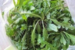薺菜屬于發(fā)物嗎？吃薺菜的注意事項(xiàng)有哪些？[圖]
