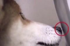 柴犬沉迷于被電，靜電對人體有哪些影響？[多圖]