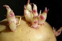 孕婦吃了發(fā)芽的土豆會(huì)怎么樣？孕婦吃了發(fā)芽的土豆怎么辦？[圖]