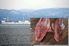 日本現(xiàn)超標(biāo)輻射魚，過(guò)度接觸輻射有何危害？[多圖]