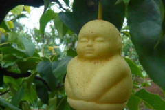吃人參果的營養(yǎng)價值有哪些？吃人參果有什么禁忌？[圖]