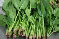 菠菜的營養(yǎng)作用有哪些？怎樣吃菠菜的養(yǎng)生效果最好？[圖]