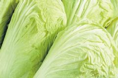 吃白菜有什么養(yǎng)生作用？醋溜白菜的做法是什么？[圖]