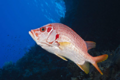 魚吃哪些部位最有營(yíng)養(yǎng)？吃魚要注意的事項(xiàng)是什么？[圖]