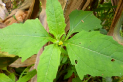 豕希薟草的營(yíng)養(yǎng)價(jià)值有什么？豕希薟草的功效與作用有什么？[圖]