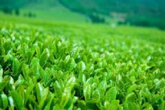 綠茶有哪些美膚功效？選購(gòu)綠茶的竅門(mén)是什么？[圖]
