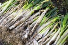 大蔥的食療作用有哪些？吃大蔥對(duì)健康有什么好處？[圖]