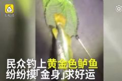 釣到黃金鱸魚，有人出高價(jià)也不賣，最后放生了[多圖]
