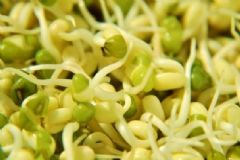 綠豆芽的營(yíng)養(yǎng)價(jià)值高嗎？綠豆芽的做菜技巧是什么？[圖]