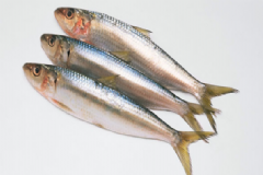 沙丁魚(yú)的功效與作用有什么？沙丁魚(yú)不能和什么一起吃？[圖]