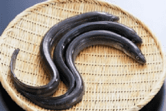 鰻魚(yú)的功效與作用有什么？鰻魚(yú)的營(yíng)養(yǎng)價(jià)值有什么？[圖]