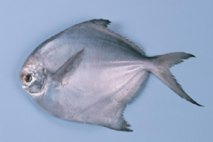 鯧魚的功效與作用有什么？鯧魚的營養(yǎng)價值有什么？[圖]