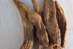 肉蓯蓉泡水喝有什么功效？怎么正確食用肉蓯蓉？[圖]