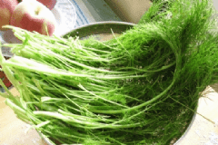 茴香的功效與作用有什么？茴香的營(yíng)養(yǎng)價(jià)值有什么？[圖]