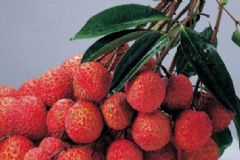 吃荔枝上火怎樣解決？吃荔枝對(duì)身體的好處有哪些？[圖]