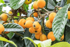 枇杷有哪些養(yǎng)生的功效？枇杷的養(yǎng)生作用有哪些？[圖]