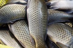 魚身上的那些地方最好？怎樣挑選優(yōu)質(zhì)的魚？[圖]