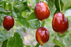 常吃紅棗有哪些好處？怎樣吃紅棗最有營養(yǎng)？[圖]