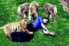 女子遭老虎啃咬慘死 遭遇動物襲擊怎么辦？[多圖]