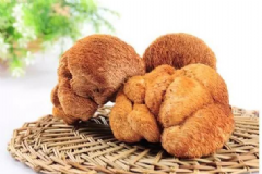 猴頭菇有什么營養(yǎng)價(jià)值？猴頭菇有哪些功效？[圖]