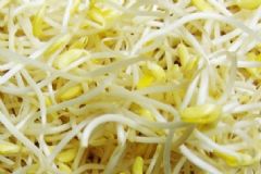 黃豆芽可以抗癌嗎？黃豆芽的營(yíng)養(yǎng)功效是什么？[圖]