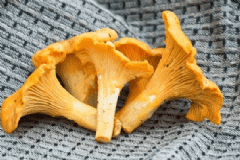 雞油菌有什么營養(yǎng)價值？雞油菌有什么功效？[圖]