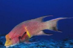 孩子不適合吃什么魚？吃魚對人體有哪些好處？[圖]