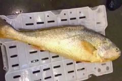 漁民捕到4.9公斤大黃魚(yú)，賣(mài)出一輛轎車(chē)價(jià)，大黃魚(yú)有什么營(yíng)養(yǎng)？[多圖]