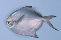 鯧魚有什么營養(yǎng)價值？鯧魚有什么功效？[圖]