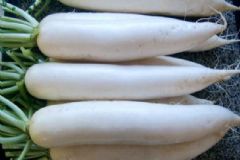 白蘿卜有哪些養(yǎng)生功效？冬吃白蘿卜有什么好處？[圖]