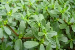 春天適合吃什么野菜？春天有哪些野菜剛長出？[圖]