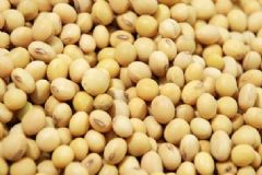 大豆怎么吃防癌效果好？吃大豆時(shí)要注意什么事項(xiàng)？[圖]