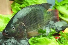 魚鱗可以預(yù)防心臟病嗎？預(yù)防心臟病的生活建議有哪些？[圖]
