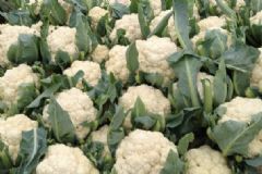 吃花椰菜的好處是什么？吃花椰菜有什么注意事項？[圖]