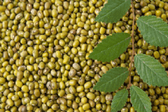 綠豆有哪些吃法？綠豆對人體有哪些好處？[圖]