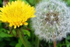 蒲公英抗癌是真的嗎？蒲公英抗葉子還是根抗癌？[圖]