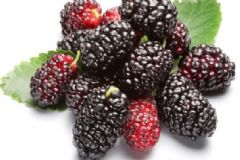 桑葚有哪些食療方法？吃桑葚可以防治哪些疾?。縖圖]