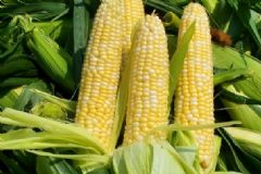 鮮玉米的營養(yǎng)價值是什么？吃新鮮玉米的好處有哪些？[圖]