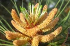 松樹(shù)花粉有哪些作用？松樹(shù)花粉的功效有哪些？[圖]