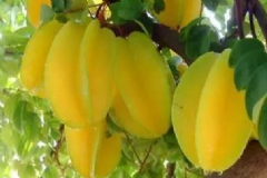 吃楊桃的好處有哪些？常吃楊桃有什么好處？[圖]
