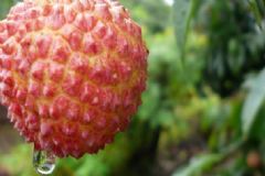 荔枝吃太多會怎么樣？吃多荔枝會怎樣？[圖]