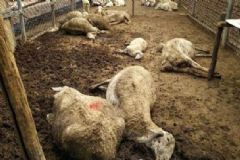 沈陽(yáng)毒大蔥毒死127只羊，什么是毒大蔥？[多圖]