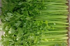 芹菜的葉比莖有營(yíng)養(yǎng)？芹菜葉的營(yíng)養(yǎng)功效有哪些？[圖]