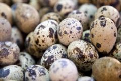 吃鵪鶉蛋的好處是什么？吃鵪鶉蛋有什么養(yǎng)生功效？[圖]