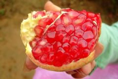 秋季吃石榴的好處是什么？秋季吃石榴有哪些養(yǎng)生功效？[圖]