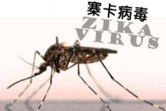 寨卡病毒有什么危害？寨卡病毒會導致男性不育嗎？[圖]