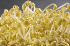 吃豆芽能防治哪些疾??？豆芽的選購方法有哪些？[圖]